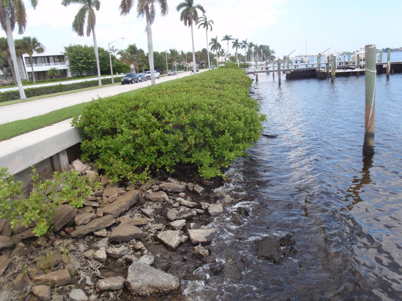 Flagler Mangrove Planter (Palm Beach County)