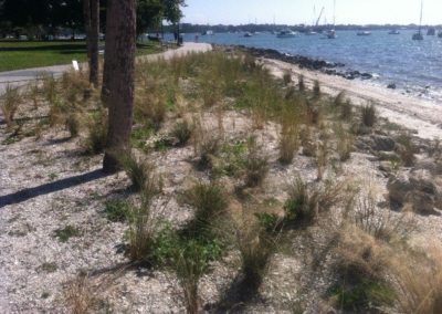 Plantings at Bayfront Park Living Shoreline, Sarasota, FL, Summer, 2013