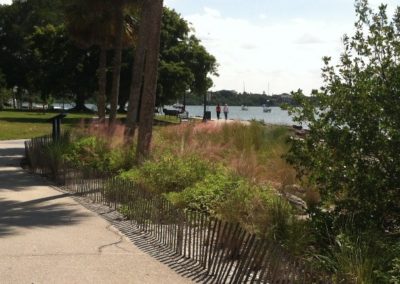 Plantings at Bayfront Park Living Shoreline, Sarasota, FL, Summer, 2015