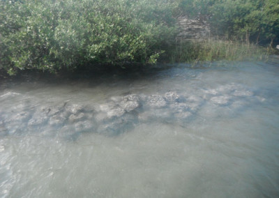 Bird-Island
