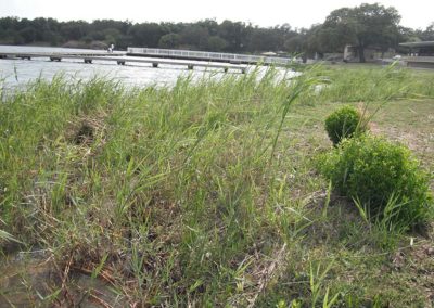 Bayview park before restoration