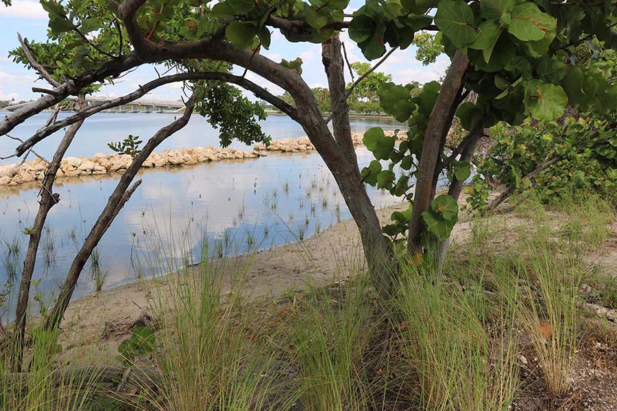 Jewell Cove Natural Area (Palm Beach County)