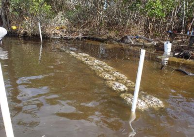 Maritime Hammock Sanctuary (Brevard County)