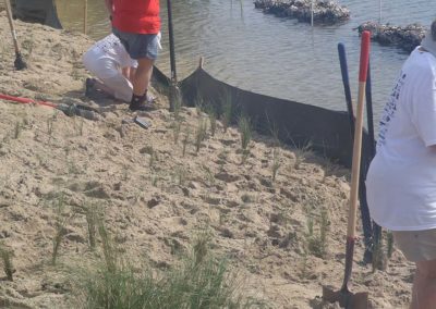 Volunteers planting at Bayview Park