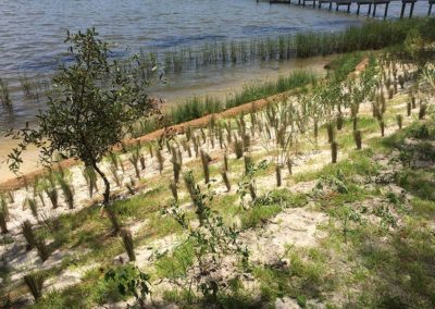 Completed Bayou Grande restoration looking towards the water