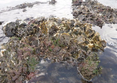 Driftwood Restored Oysters