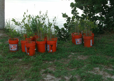 Mangrove and native shoreline plantings at IR Park