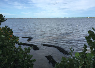 Oyster reefs at Indian Riverside Park