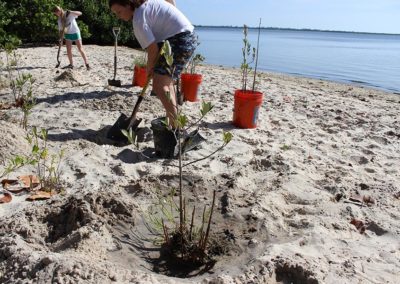 Mangrove and native shoreline plantings at IR Park