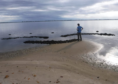 Oyster reefs at Indian Riverside Park