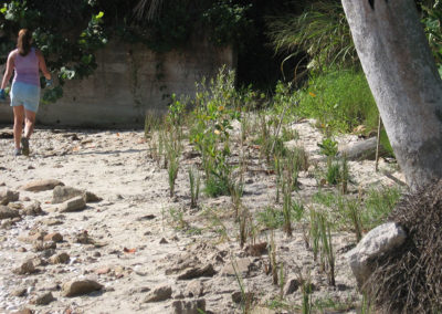 Mangrove and native shoreline plantings at IR Park