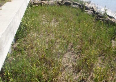 Improvements to the seawall include a coquina planter, an oyster bag planter, and rip-rap with native plants.