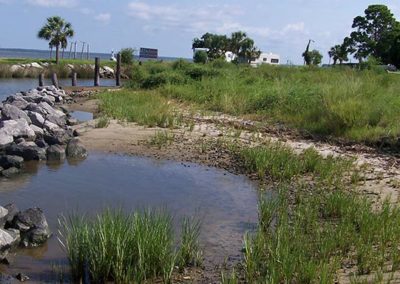 Indian Creek Spartina alterniflora beginning to fill in
