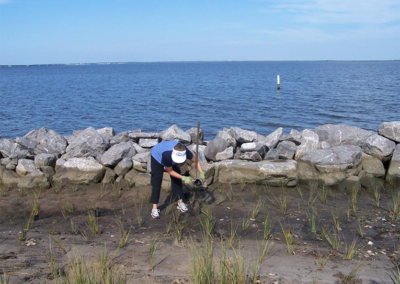 Indian Creek planting Spartina alterniflora