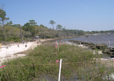 Millender 2013 Spartina alterniflora growing in