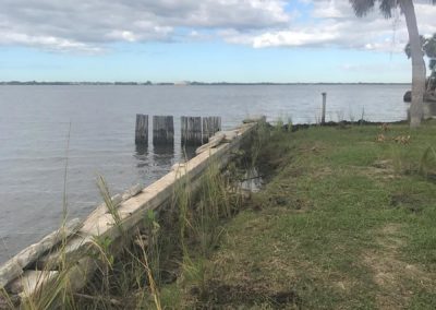 Spartina behind seawall
