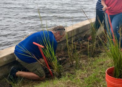 Volunteers planting alterniflora behind seawall