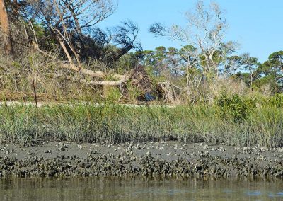 Fort Mose Historic State Park (St. Johns County)