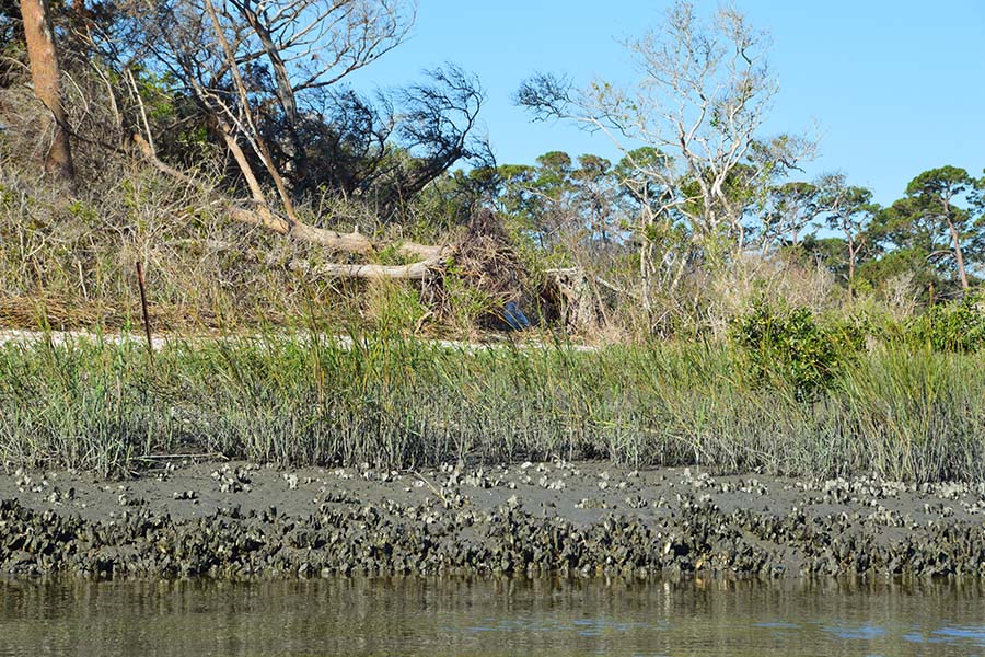 Fort Mose Historic State Park (St. Johns County)