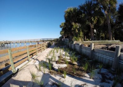 Joe Rains High Marsh Plantings 2 months after