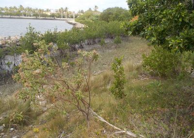 Jewell Cove after restoration - March 2020