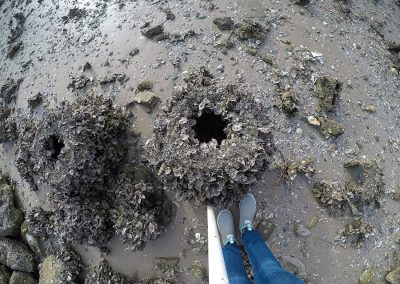 NCBS Seawall reef balls - Day 850