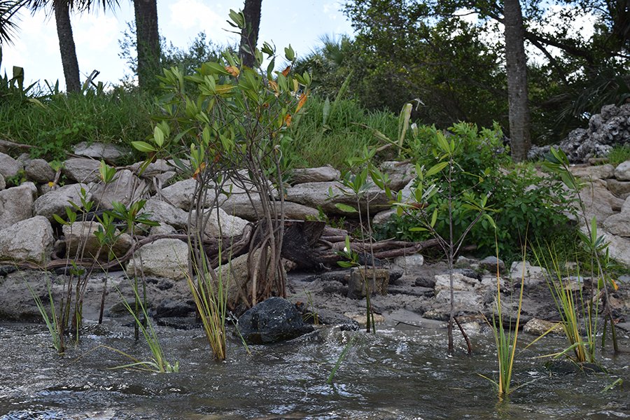 Living Shoreline Demonstration Site (Brevard County)
