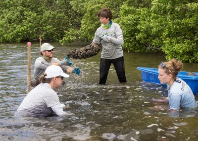 Laying oyster bags at Geiger Point