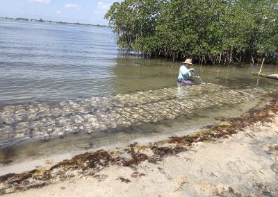 Oyster bag breakwater at Maritime Hammock - post-deployment