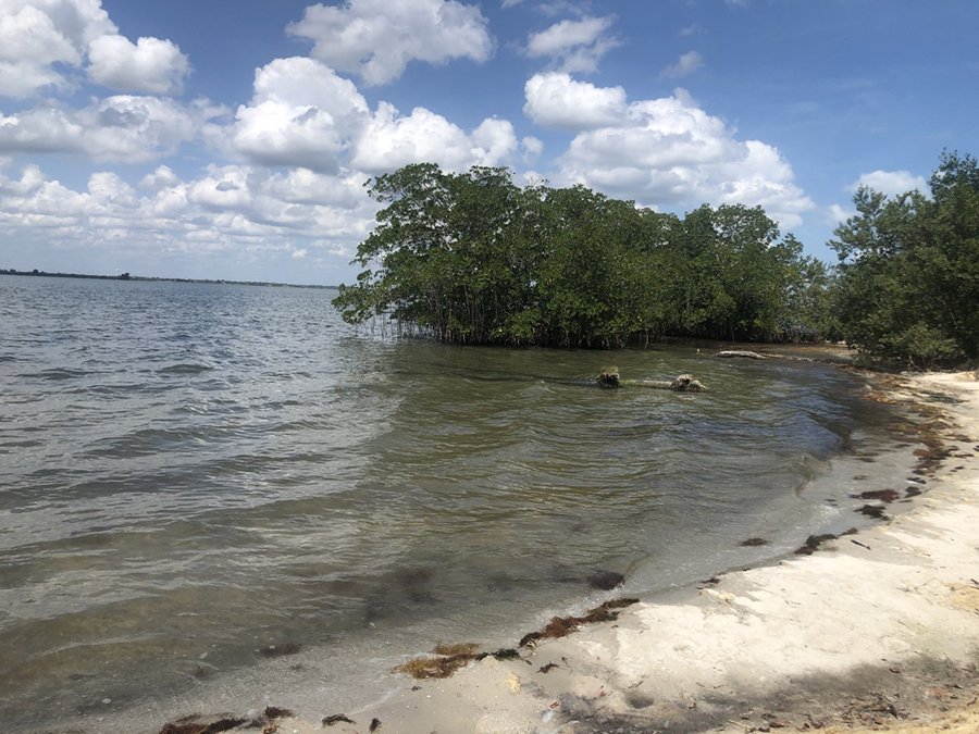 EEL Living Shoreline (Brevard County)