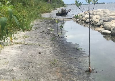 Before Plants
